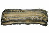 Mammoth Molar Slice With Case - South Carolina #144262-1